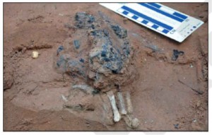 Detailed view of in situ carpal bones, with the hearth above the hands (published in Australian Archaeology 79).