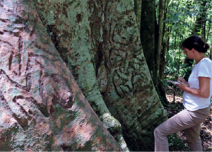Alice Buhrich taking measurements of the Culpa dendroglyph (published in AA80:94).